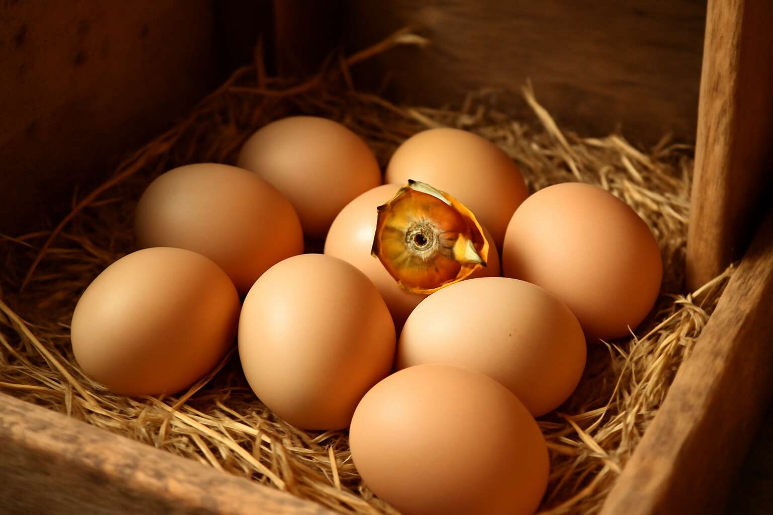 can poultry eggs hatch