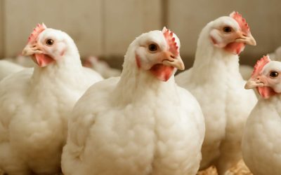 Top Tips for Raising Healthy and Profitable Poultry Broilers This Year