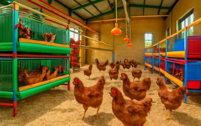 Boost Your Farm’s Success with Top-Quality African Poultry Equipment Solutions