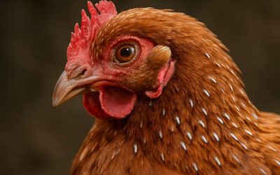 Can Poultry Lice Kill Chickens? Discover the Shocking Truth and How to Protect Your Flock