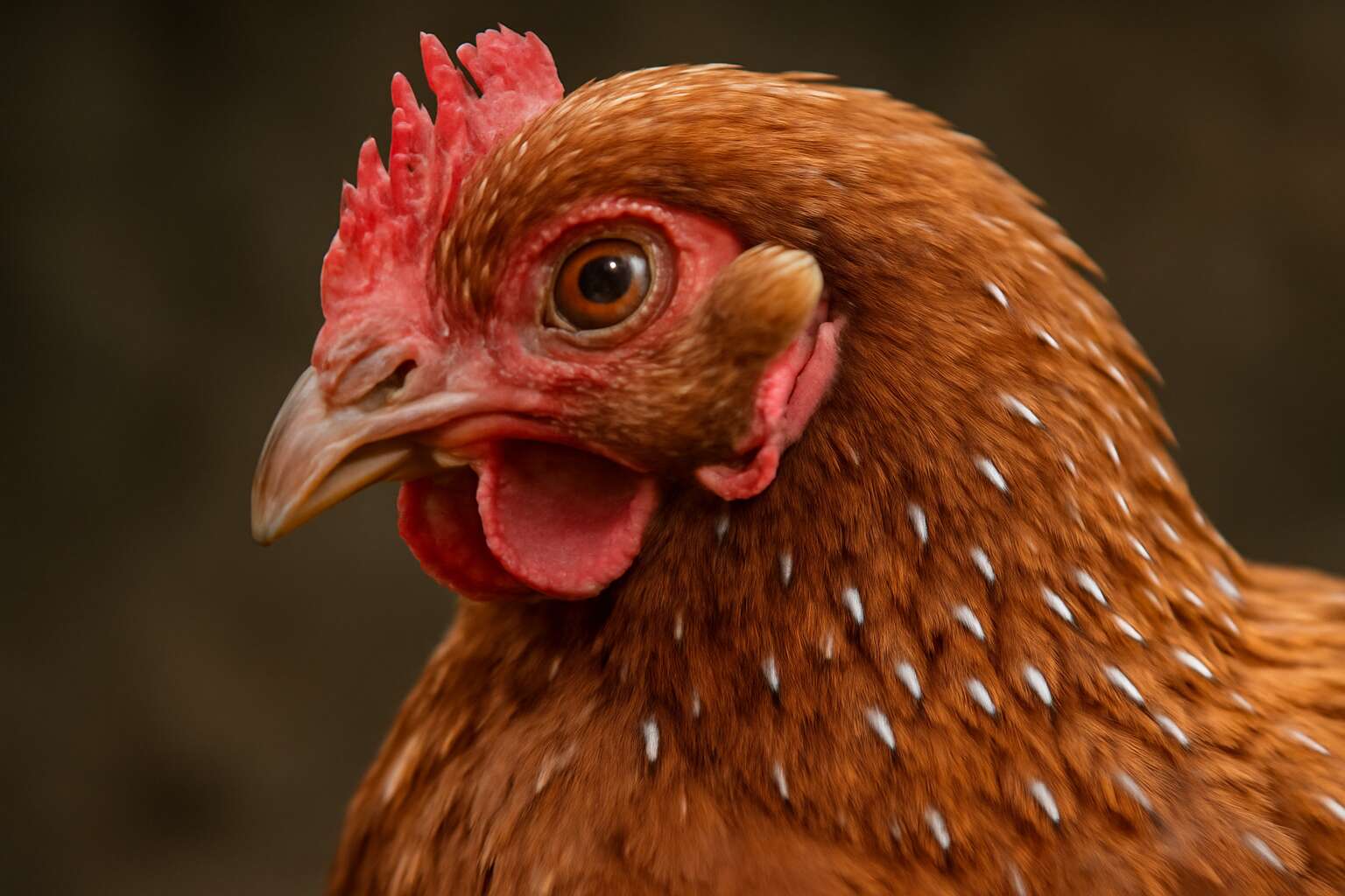 can poultry lice kill chickens