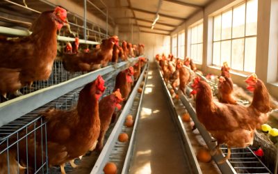 Unlock Success with Our Comprehensive Poultry Layers Business Plan for a Profitable Venture