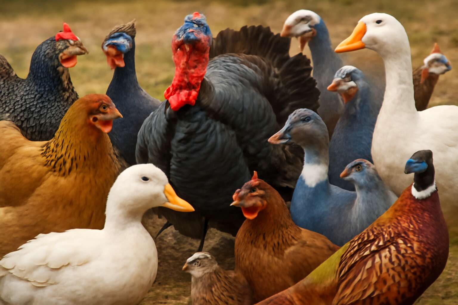 7 classes of poultry