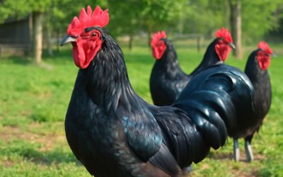 Discover the Ultimate Flavor with Spartan Poultry: Quality and Freshness You Can Trust