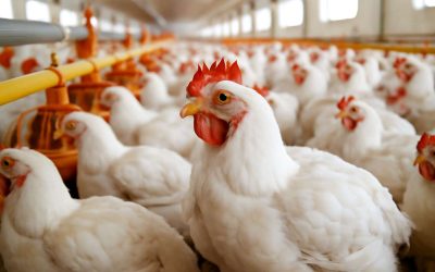 Boost Your Farm’s Profitability with Expert Tips on Poultry Broiler Management