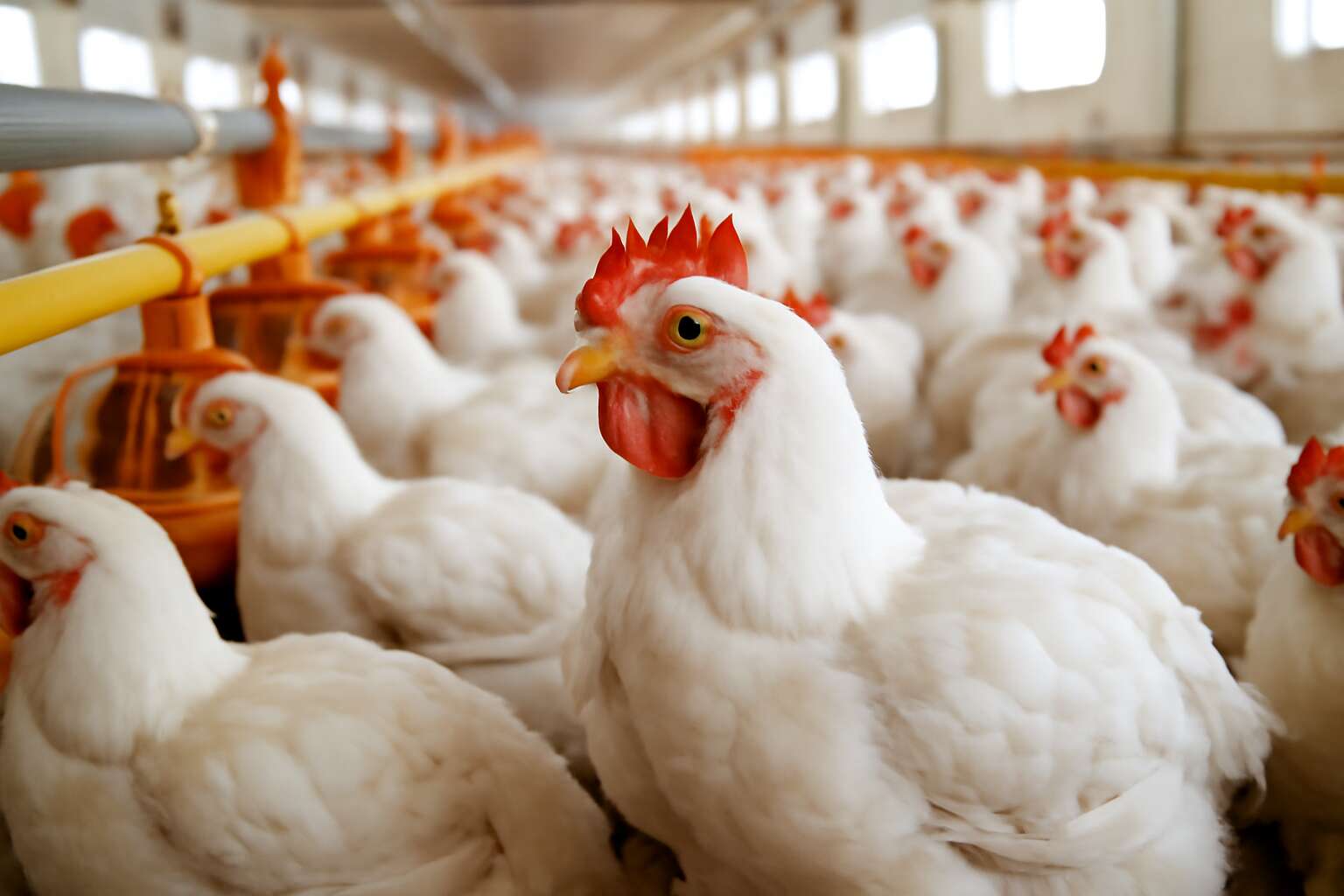 poultry broiler