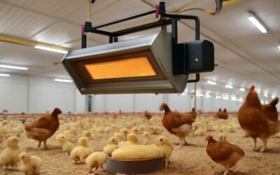 Boost Poultry Farming Efficiency with the Innovative Poultry Gas Heater for Warmer Coops