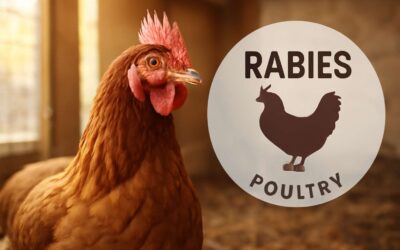 There’s a risk: can poultry get rabies, and how to protect your flock?