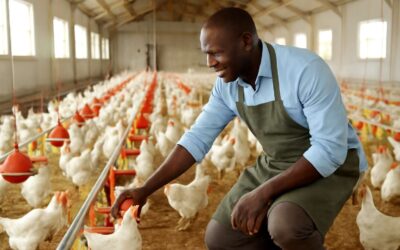 is poultry farming profitable in kenya: what investors need to know to succeed