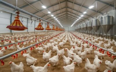 Boost efficiency with the latest equipment in poultry production for small farms