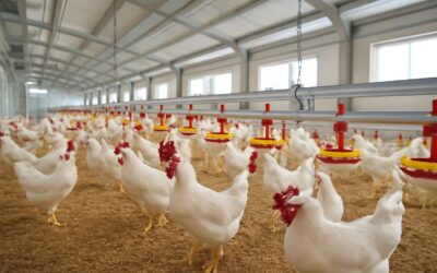 The poultry company revolutionizing flavor, ethics, and growth worldwide.
