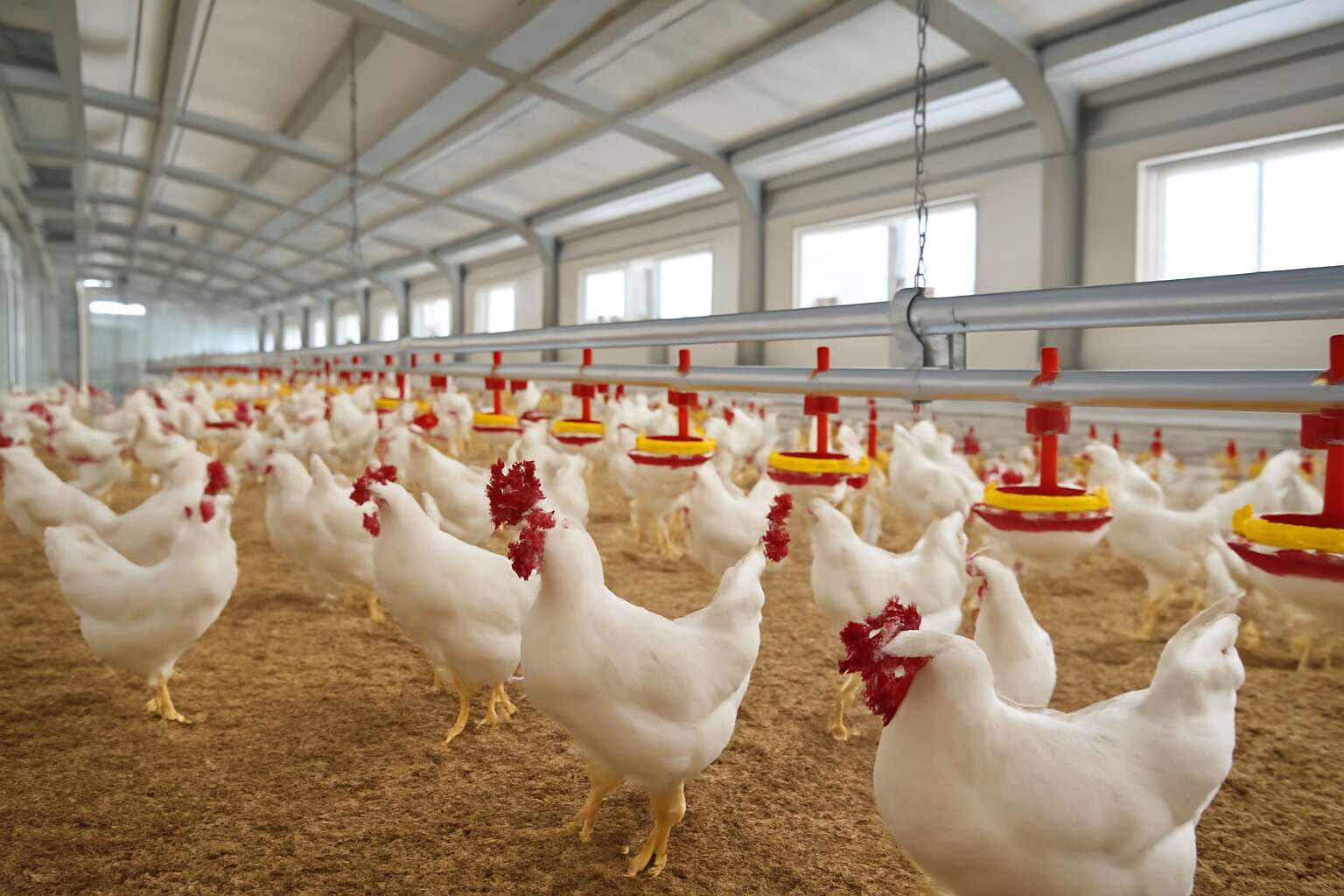 generated_image_696f4aa7c5bb5.jpg poultry company