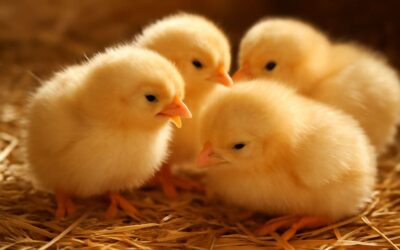 Discover how poultry chicks grow into a thriving backyard flock.