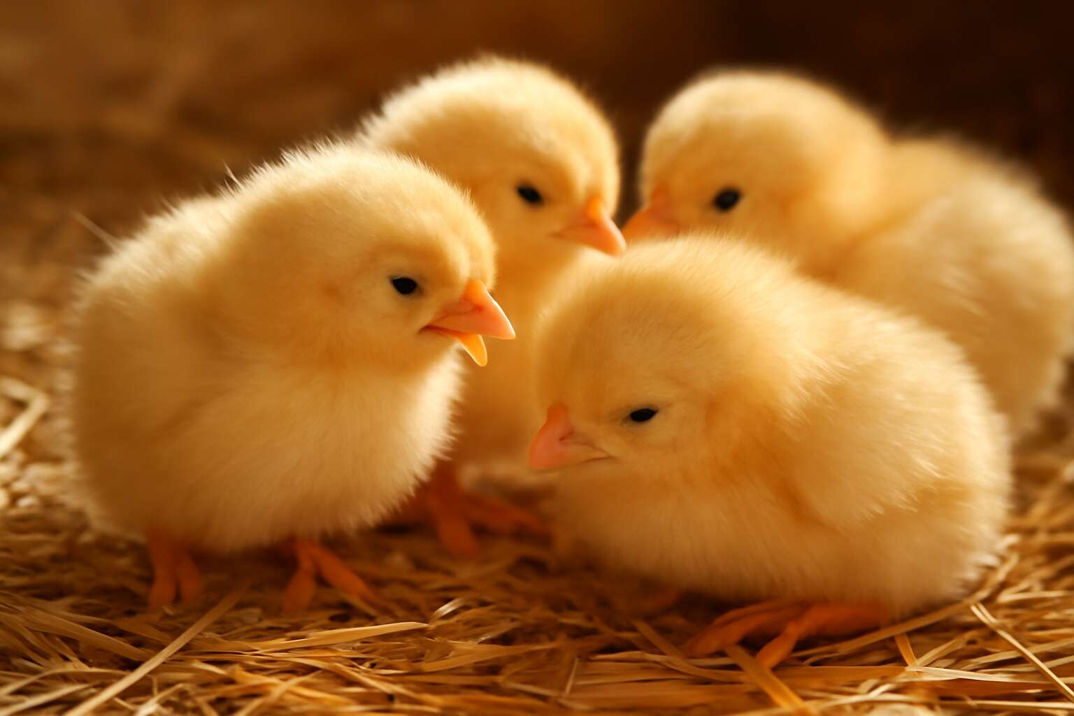 poultry chicks