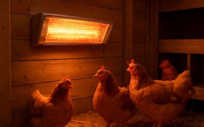 Warm Your Flock Fast: poultry heaters that keep coops cozy