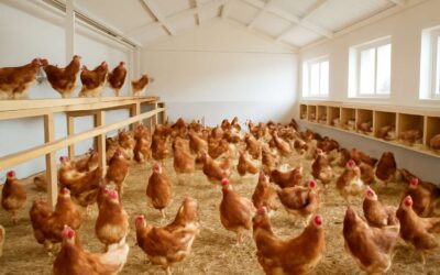 Effortless poultry house for 100 birds: safe, efficient, and easy to build.