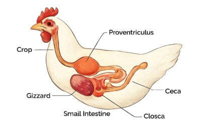Inside the poultry digestive system: a quick guide to health and digestion.
