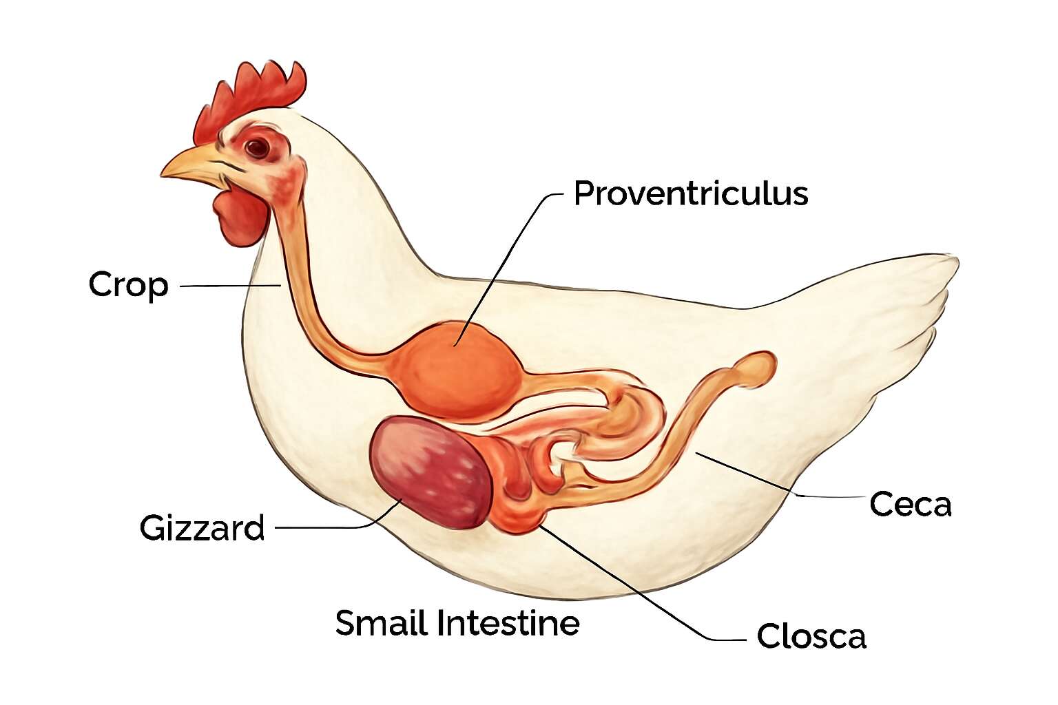 poultry digestive system
