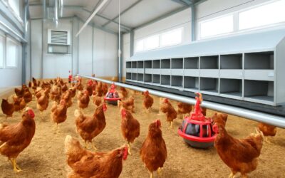 Boost yields with layer poultry management: strategies for healthier flocks