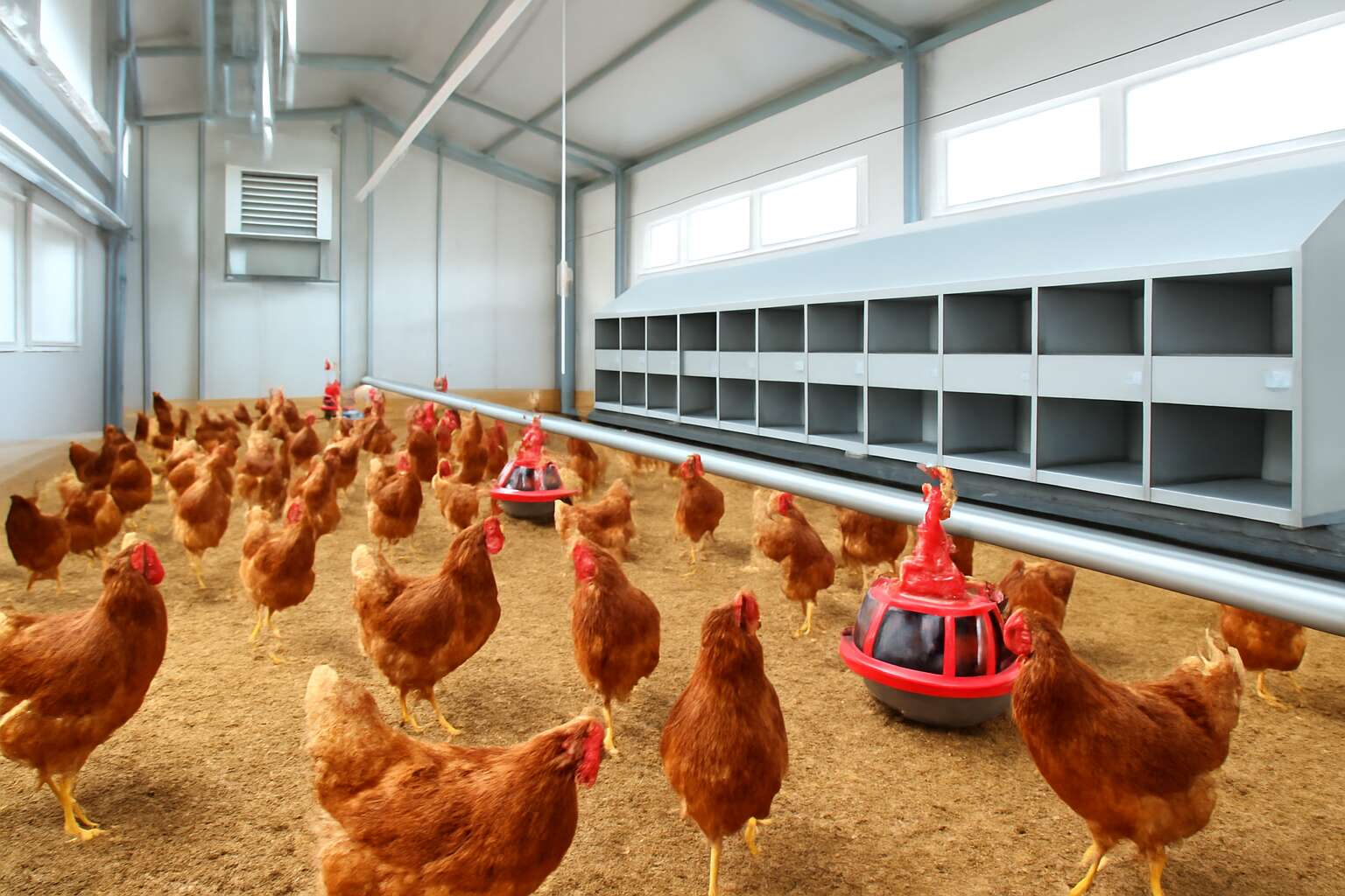generated_image_6a63f6ea38232.jpg layer poultry management