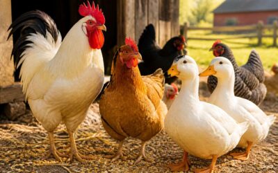 What is poultry definition? A guide to birds raised for meat and eggs.